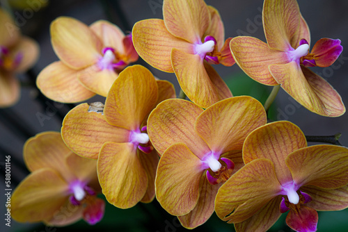 Yellow and purple orchids closeup in a garden greenhouse