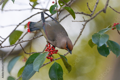 赤いクロガネモチの実を食べる美しい冬の渡り鳥キレンジャク photo