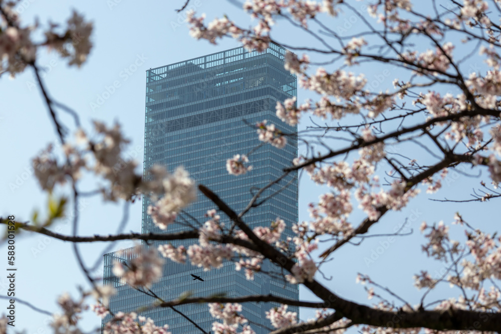 ピンク色の桜の隙間から見えるあべのハルカス（2023年4月1日撮影）