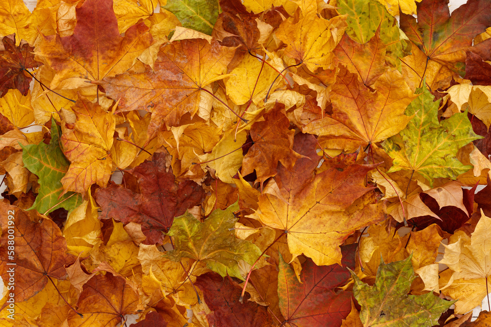 Multi-colored maple leaves are scattered on a white textured wooden table. Colors of autumn