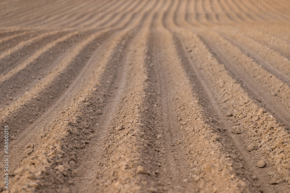 A lot of beds on a large plowed field. Agricultural land. Endless rows of beds leaving in the distance in the rays of the evening sun A lot of beds on a large plowed field. Agricultural land. Endless rows of beds leaving in the distance in the rays of the evening sun