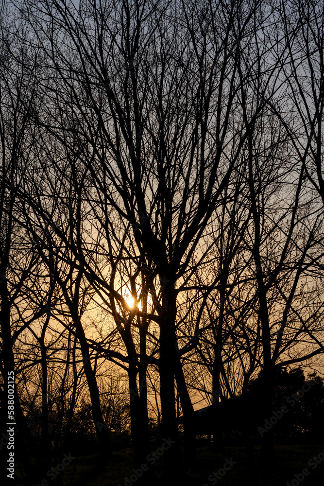 木々の幹が夕暮れの逆光に照らされている