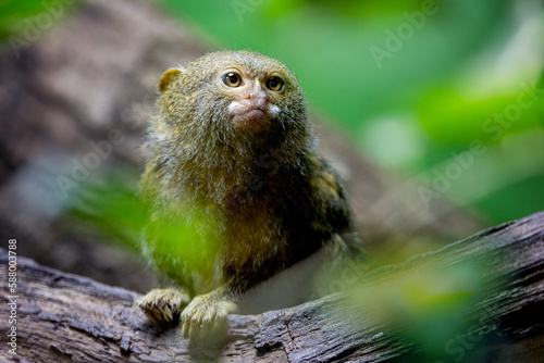 Western pygmy marmoset, Callithrix pygmaea, one of the smallest monkeys in the world. A New World monkey endemic to the northwestern Amazon rainforest in Brazil, Colombia, Ecuador, and Peru.