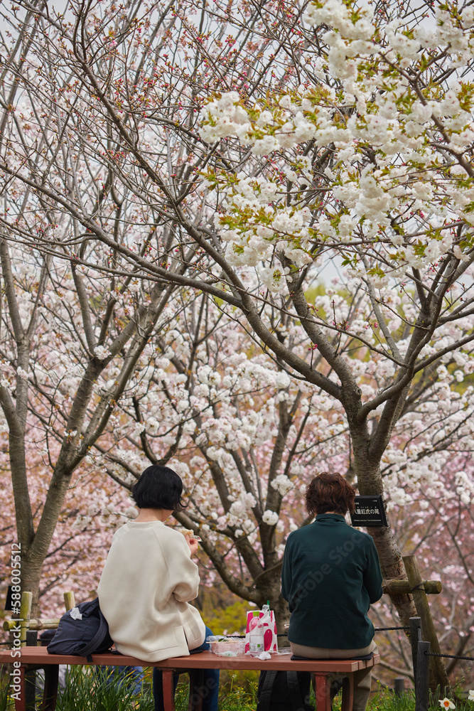 桜の咲く公園で花見している人々の姿 桜の咲く公園で花見している人々の姿
