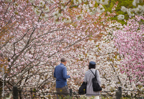 桜の咲く公園で花見している人々の姿 © zheng qiang