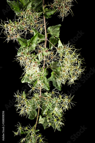 Seeds (fruits) and leafs of Clematis , lat. Clematis vitalba L., isolated on black background