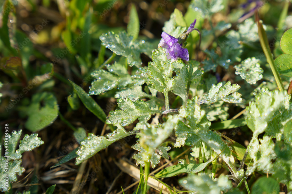 朝露に濡れた野草 朝露に濡れた野草