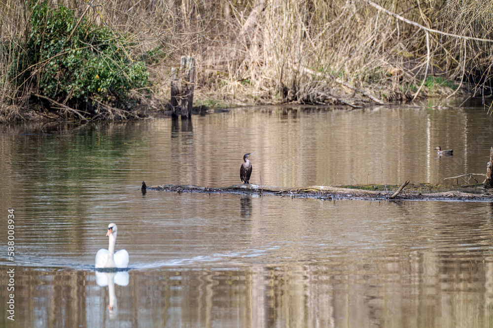 Cormoran - resting on the river, with swan and duck Cormoran - resting on the river, with swan and duck