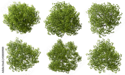 Top view jungle trees shapes collection cut out transparent backgrounds 3d render png file photo