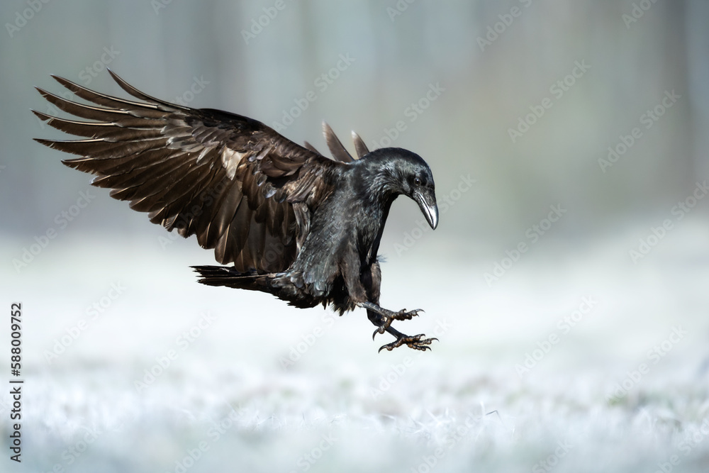 Fototapeta premium Bird Common Raven Corvus corax, dark style big black scary bird flying, Helloween
