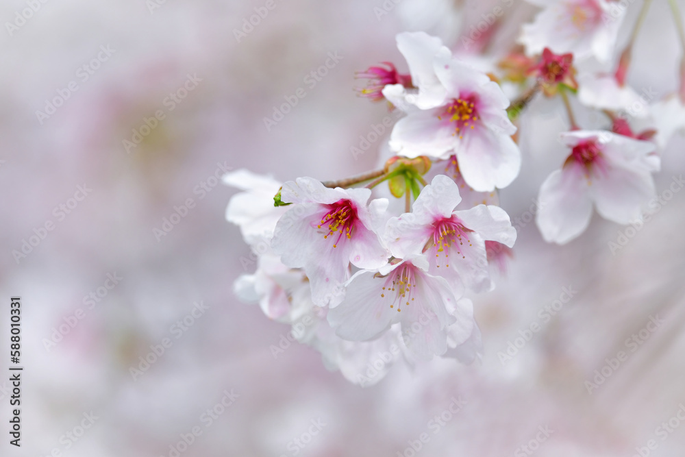 春を彩る美しいピンクの桜の花