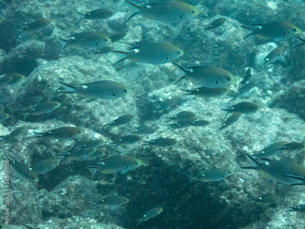 Scissortail Chromis