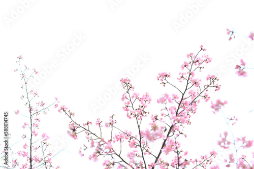 美しいピンクの梅の花