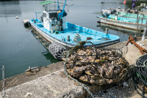 牡蠣の漁
