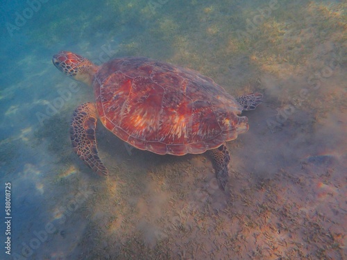 Wild sea turtle near Jaz Solaya, Coraya bay, Marsa Alam, Egypt © Ted91