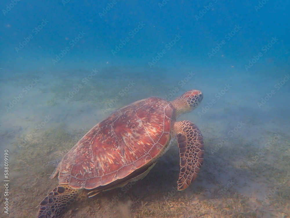 Fototapeta premium Wild sea turtle near Jaz Solaya, Coraya bay, Marsa Alam, Egypt