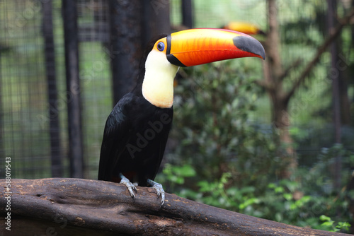 The toco toucan bird on the wood tree in forest