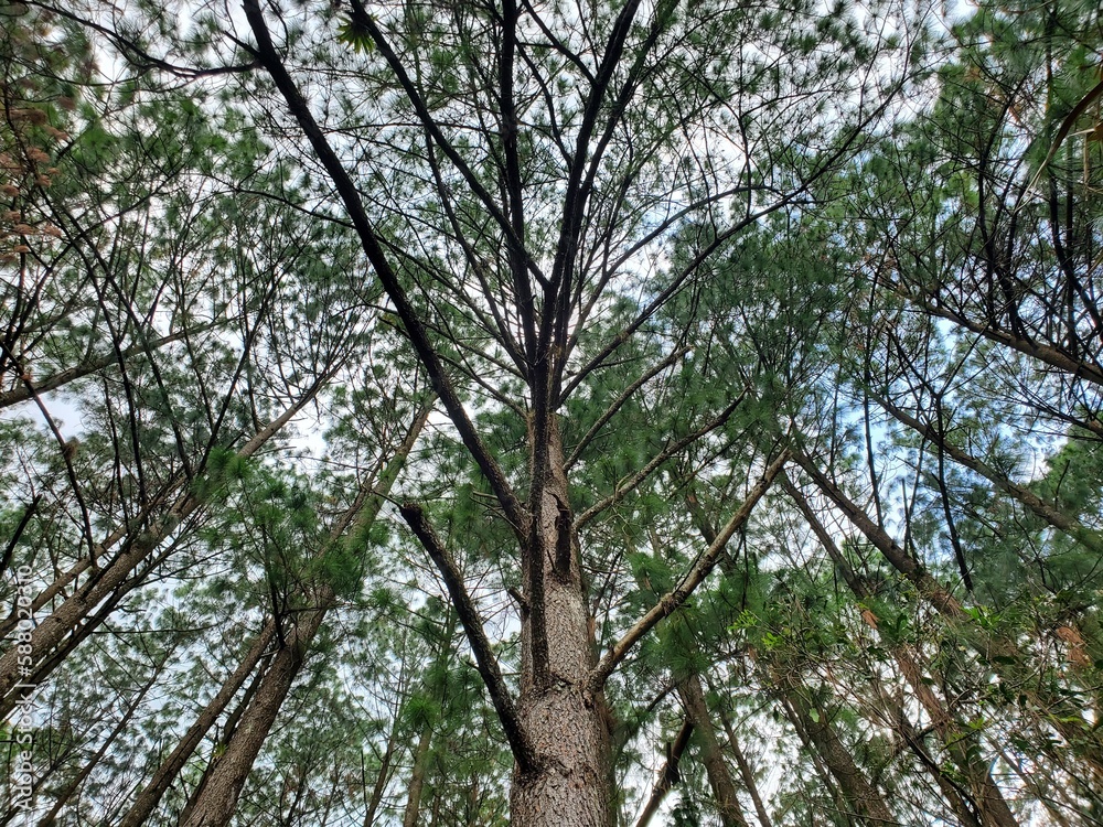 Fototapeta premium Pinos maximinoi