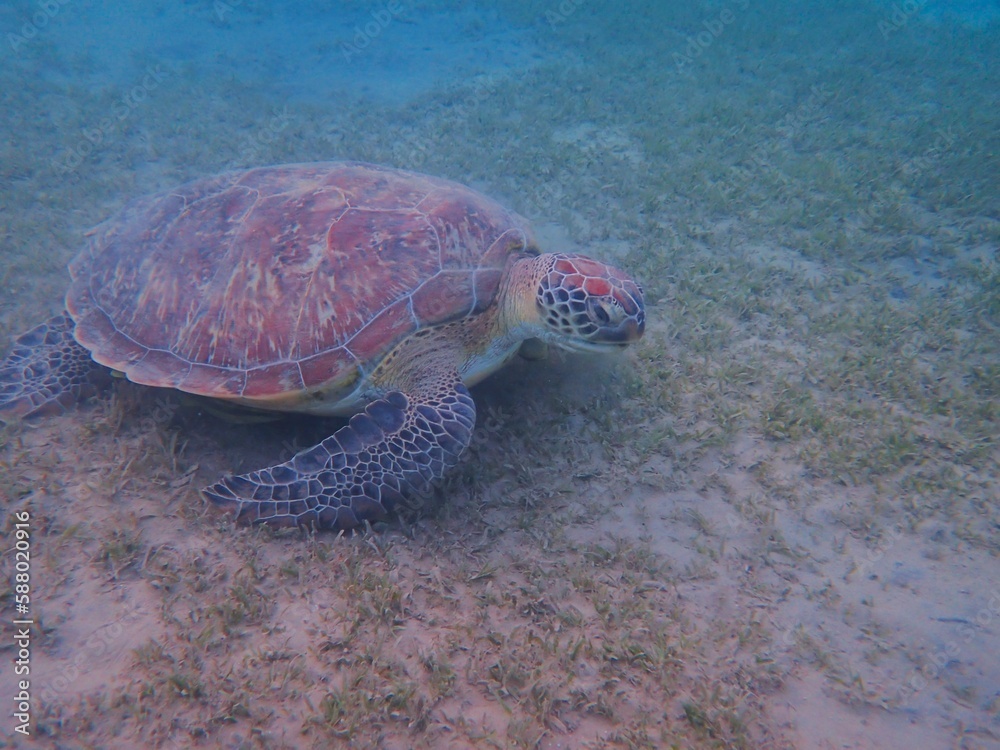 Fototapeta premium Wild sea turtle near Jaz Solaya, Coraya bay, Marsa Alam, Egypt