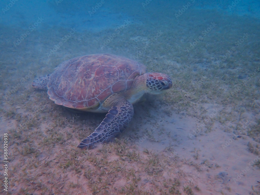 Fototapeta premium Wild sea turtle near Jaz Solaya, Coraya bay, Marsa Alam, Egypt