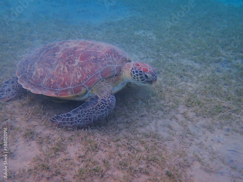 Wild sea turtle near Jaz Solaya, Coraya bay, Marsa Alam, Egypt photo