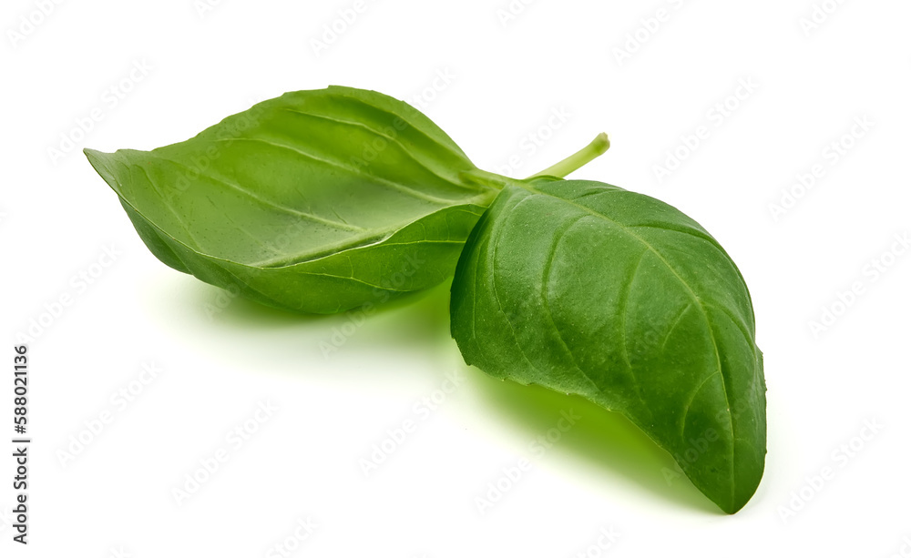 Green Basil Leaves Fresh Spice, closeup, isolated on a white background. Green Basil Leaves Fresh Spice, closeup, isolated on a white background.
