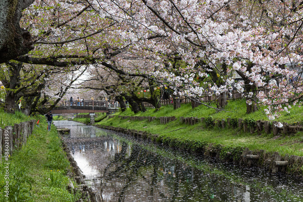 cherry blossoms on the banks of the river cherry blossoms on the banks of the river