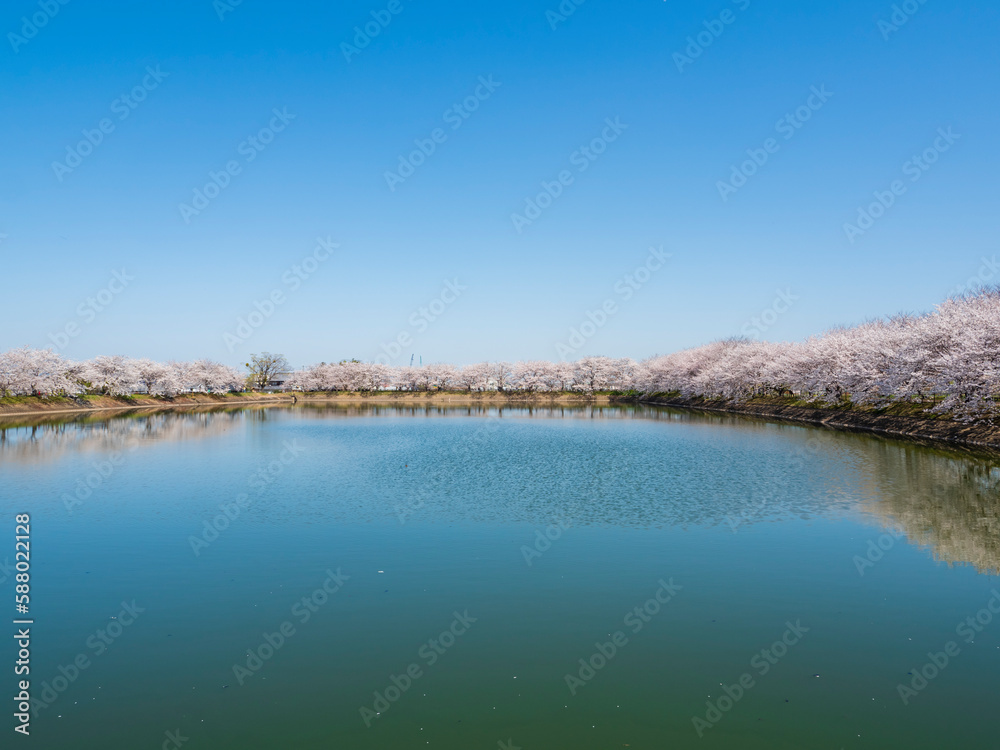 池向こうに桜の花