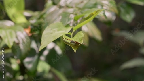 Malay Punchinello Zemeros emesoides Borneo butterfly macro video fauna rainforest  photo