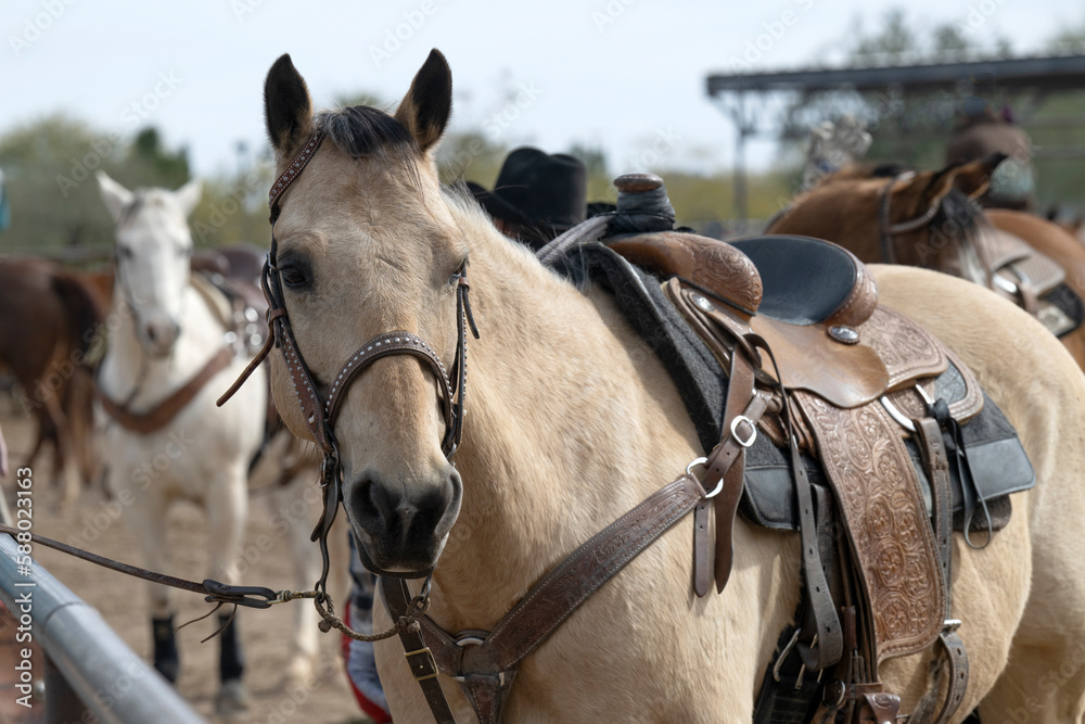 A beautiful beige horse in a roping event