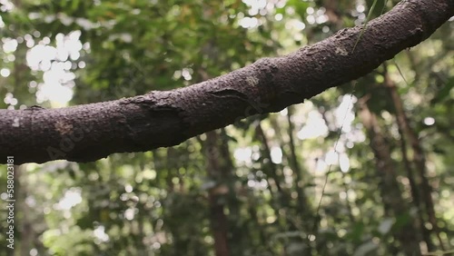 jungle and forest reserved Sungai Liang forest park, brunei photo