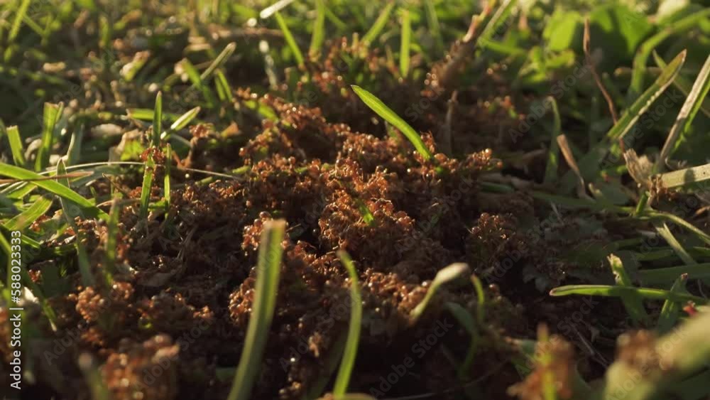Group of many little newborn ants