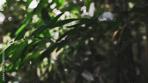 jungle and forest reserved Sungai Liang forest park, brunei photo