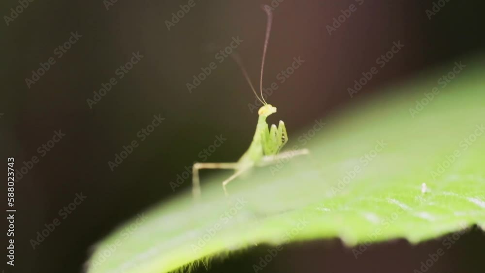 Genus Leptomantella a member of Leptomantellid Mantises Family Leptomantellidae, macro capture in Borneo rainforest Genus Leptomantella a member of Leptomantellid Mantises Family Leptomantellidae, macro capture in Borneo rainforest