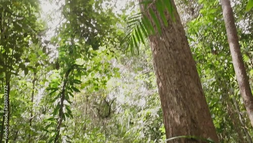 thick jungle of Borneo rainforest, fauna and flora of Brunei  forest park sungai liang photo