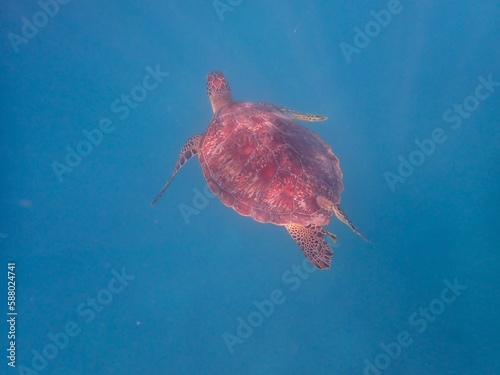 Wild sea turtle near Jaz Solaya, Coraya bay, Marsa Alam, Egypt photo