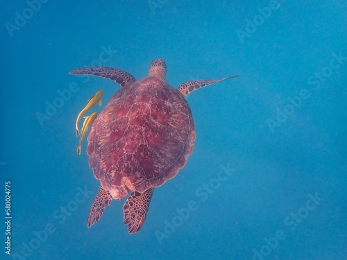 Wild sea turtle near Jaz Solaya, Coraya bay, Marsa Alam, Egypt photo