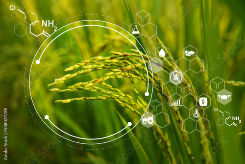 Icon concept at paddy rice product for environmental social, Agricultural technology and organic agriculture  hold rice ears with innovative technology 