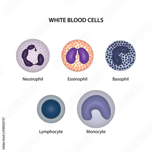 White blood cells (WBCs) or leukocytes: neutrophil, eosinophil, basophil, lymphocyte, and monocyte.