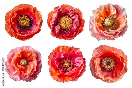 Assorted poppy flower heads on transparent PNG background. Generative AI. © iconogenic
