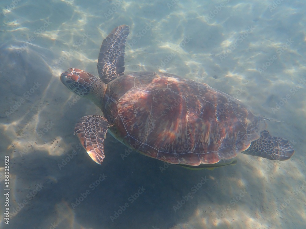 Fototapeta premium Wild sea turtle near Jaz Solaya, Coraya bay, Marsa Alam, Egypt