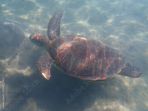 Wild sea turtle near Jaz Solaya, Coraya bay, Marsa Alam, Egypt © Ted91