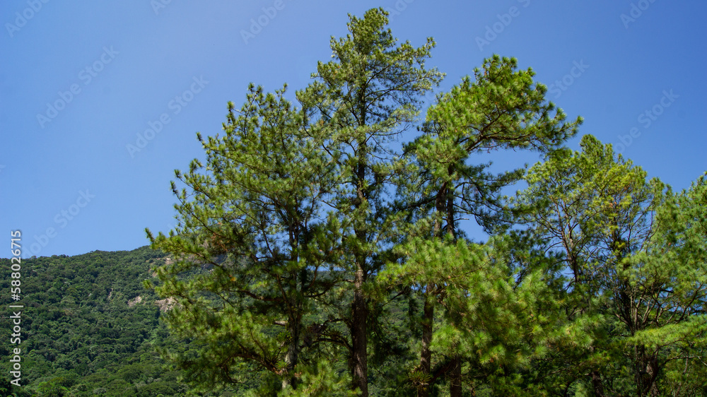 Fototapeta premium Árvores