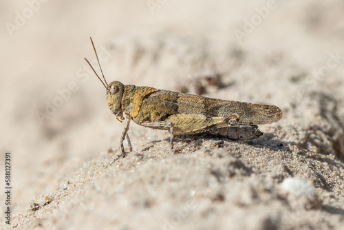 Blue-winged grasshopper (Oedipoda caerulescens) on the sand. photo