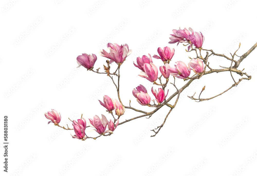 magnolia isolated on white background