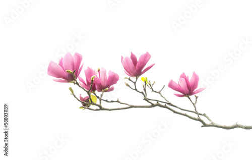 Fototapeta Naklejka Na Ścianę i Meble -  magnolia isolated on white background