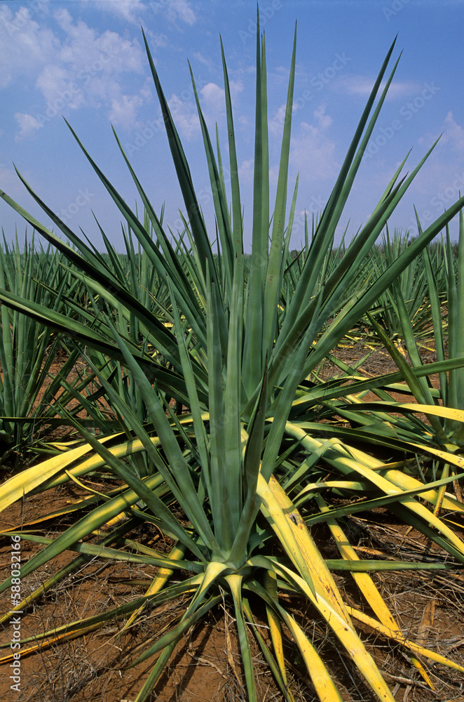 Agave sisalana, Culture du Sisal, Madagascar Stock Photo Adobe Stock