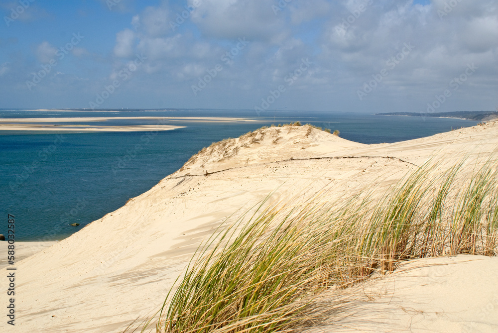 Ammophila aremaria, Oyat, Plante des dunes, Site protégé , Dune du Pilat, Réserve du Banc d'Arguin, 33, Gironde, France Ammophila aremaria, Oyat, Plante des dunes, Site protégé , Dune du Pilat, Réserve du Banc d'Arguin, 33, Gironde, France