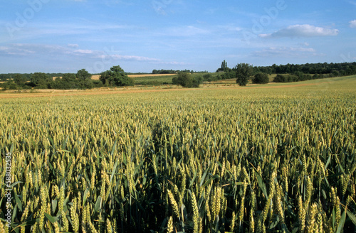 Triticum vulgare, Blé, La Gatine Tourangelle, 37, Indre et Loire, France