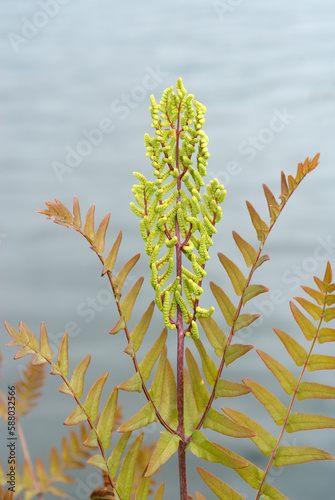 Osmunda regalis, Osmonde royale, fougère royale , fougère fleurie photo